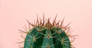 Dicas para escolher os cactos da sua casa