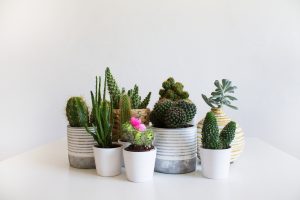 Decorar com cactos: você vai amar essas ideias!