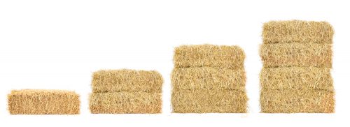 Noções básicas para cultivar cogumelos no jardim