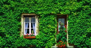 A hera cultivada em exteriores: cercas e muros