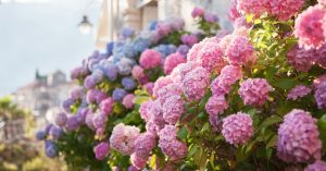Os cuidados com as hortênsias do seu jardim