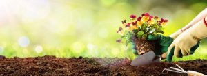 5 espécies de plantas para o seu jardim