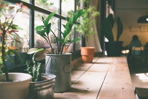 plantas de interior