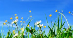 Dicas de como remover as ervas daninhas do seu jardim