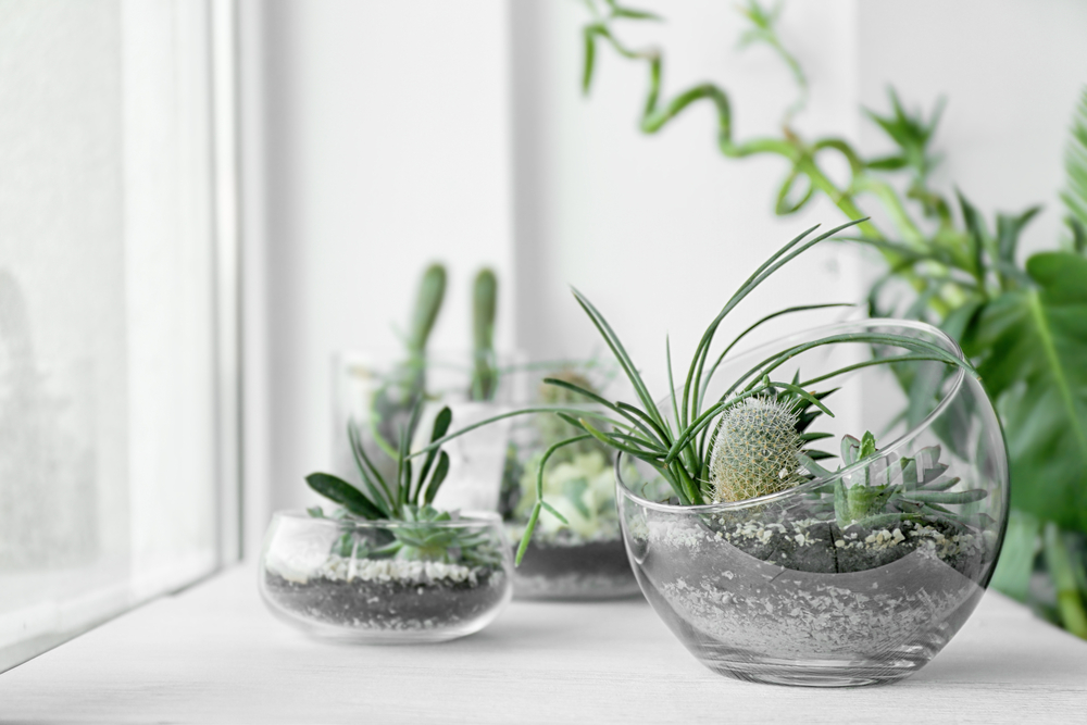 vaso de cristal para cacto-decorar com cactos