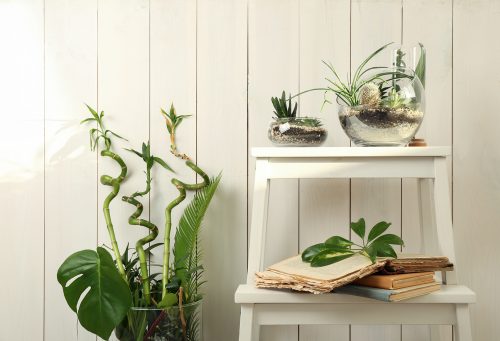 os vasos de vidro são um clássico