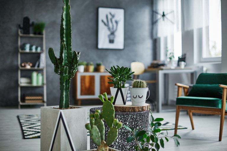 cactus- plantas para os climas secos