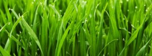 Dicas para a manutenção do gramado