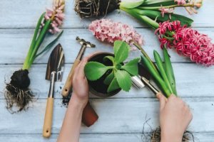 8 plantas de interiores que você precisa conhecer