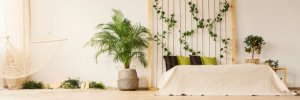 Escolha as melhores plantas para os climas secos