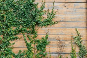 Decorar com plantas-hera