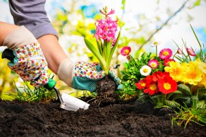 8 melhores plantas para decorar os arredores da casa