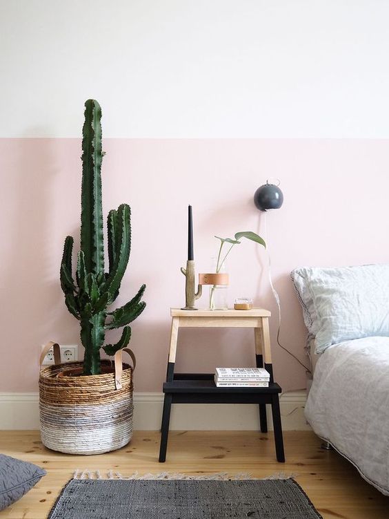 cactos para quarto-plantas de interiores