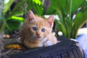 Cama para o seu bichinho de estimação: como fazê-la com um pneu