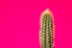 Conheça os diferentes tipos de cactos
