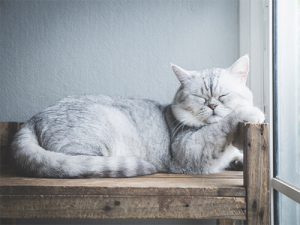 Reutilizar móveis velhos para os animais de estimação