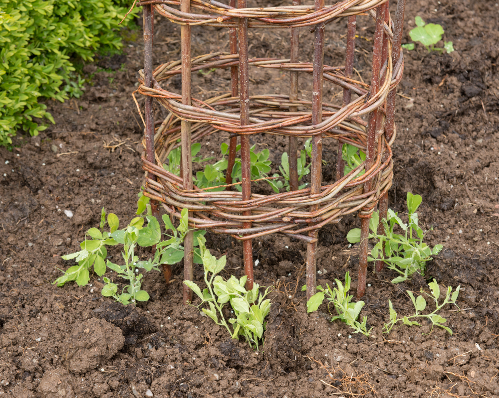 Estrutura de ferro para guiar plantas trepadeiras