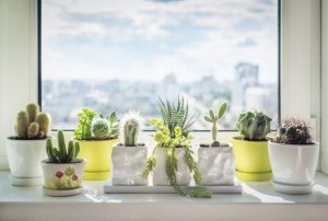 Ideias para decorar suas janelas com flores