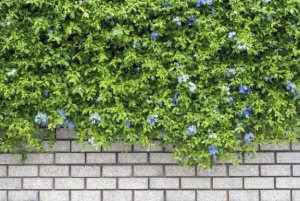 2 ideias para decorar com trepadeiras artificiais