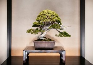 Decorar com bonsai e como cuidá-lo