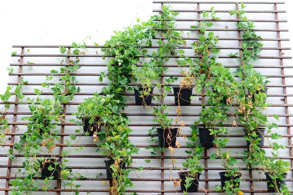 decoração botânica