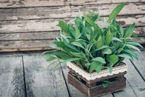 Plantar sálvia no jardim: cuidados e usos