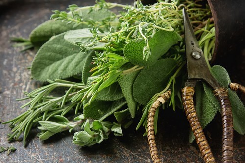 Como podar a sálvia