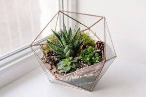5 tipos de terrários para decorar a sua casa