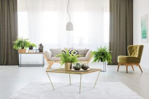 Samambaias: a nova paixão decorativa