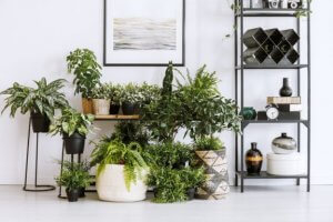 As plantas e o Feng Shui: como eles podem ajudá-lo?