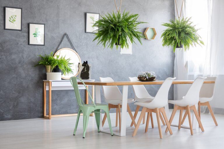decorar com samambaias