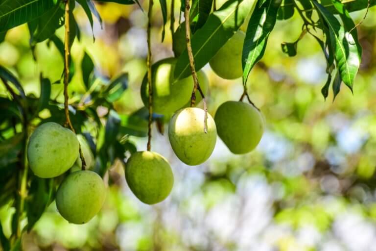 A manga mangífera índica