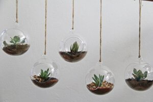 Plantas para terrários: conheça as aráceas e pileas