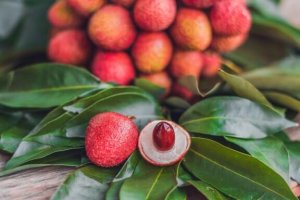 Plantas tropicais: cuidados e usos na decoração
