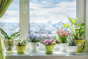 Diferenças entre vasos de plástico e de cerâmica