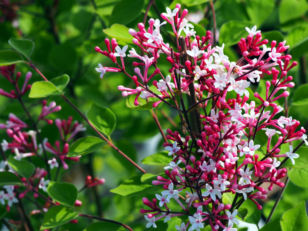 O lilás e a figueira-Decorar com bonsais