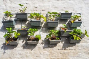 Monte uma pequena horta no terraço da sua casa