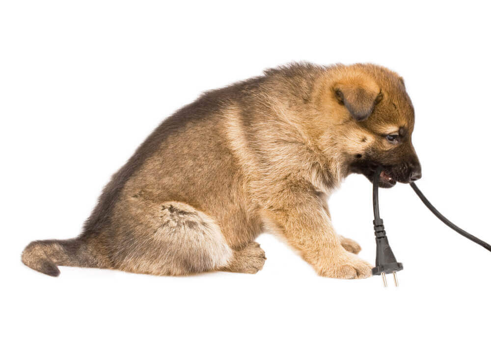 Se você tem animais de estimação, cuidado com os acidentes domésticos