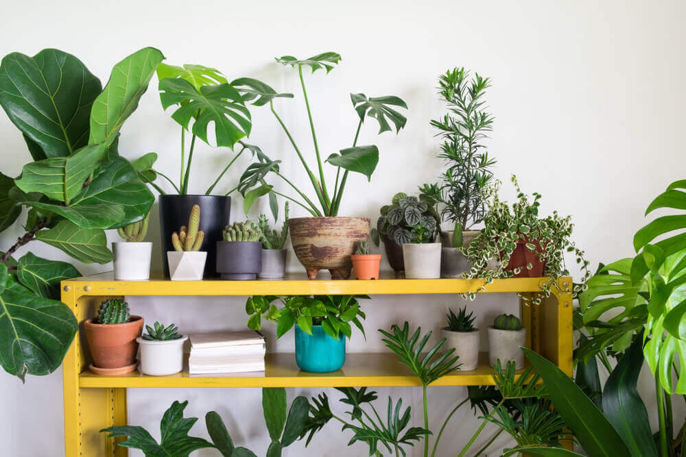 decoração com plantas