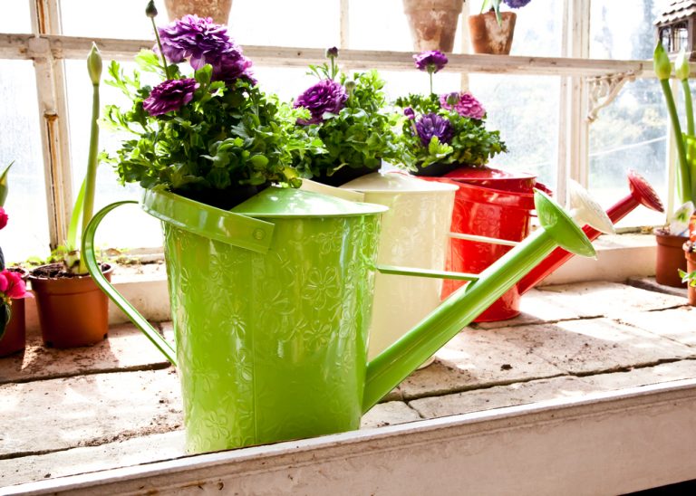 Um regador como um elemento para decorar com flores