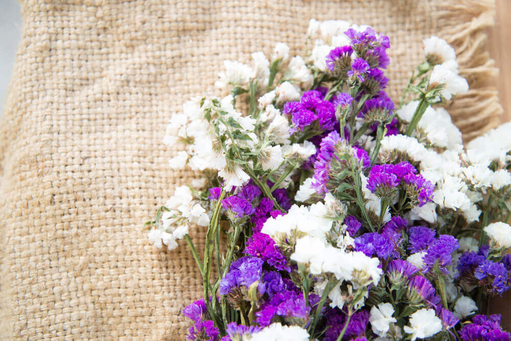 Limonium sinuatum