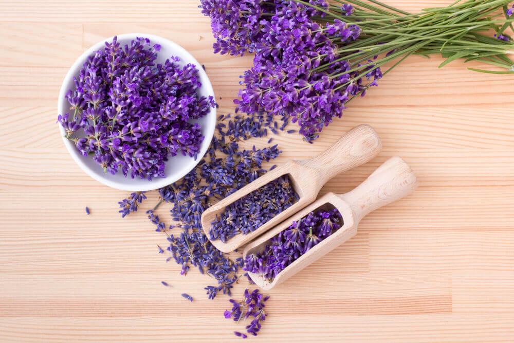 A Lavanda