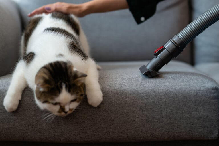 higiene em casas com animais de estimação
