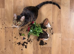 Você tem animais de estimação? Hábitos diários para manter a casa limpa