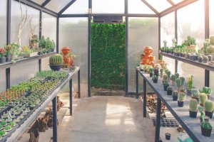 A estufa: um lugar ideal para as suas plantas