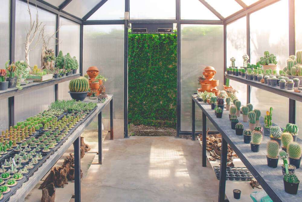A estufa: um lugar ideal para as suas plantas