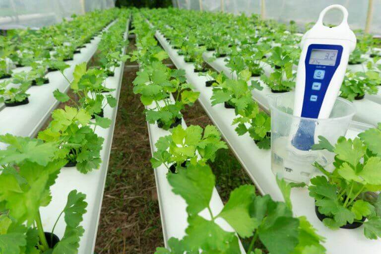 Um lugar ideal para as suas plantas