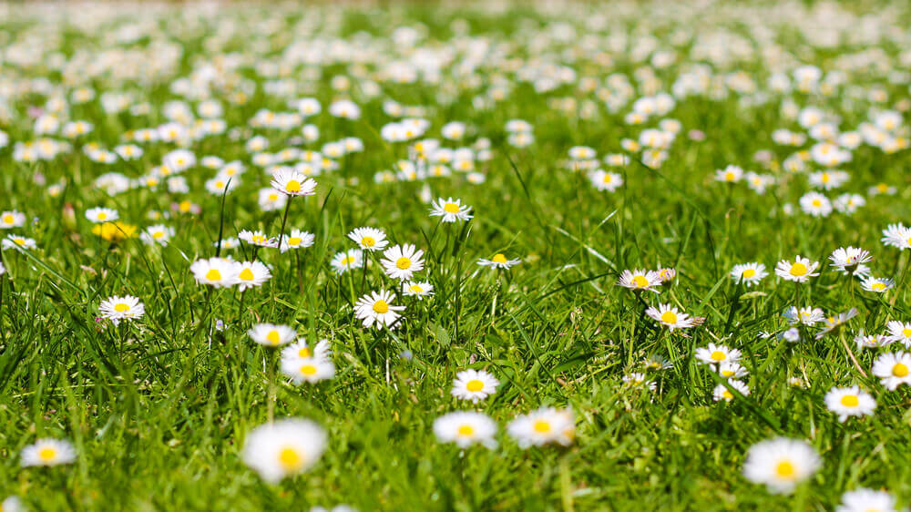 Margarida dos prados