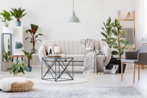 Plantas: cuidados básicos para que elas fiquem mais bonitas