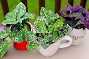 Outras utilidades para as xícaras de café que você não usa mais